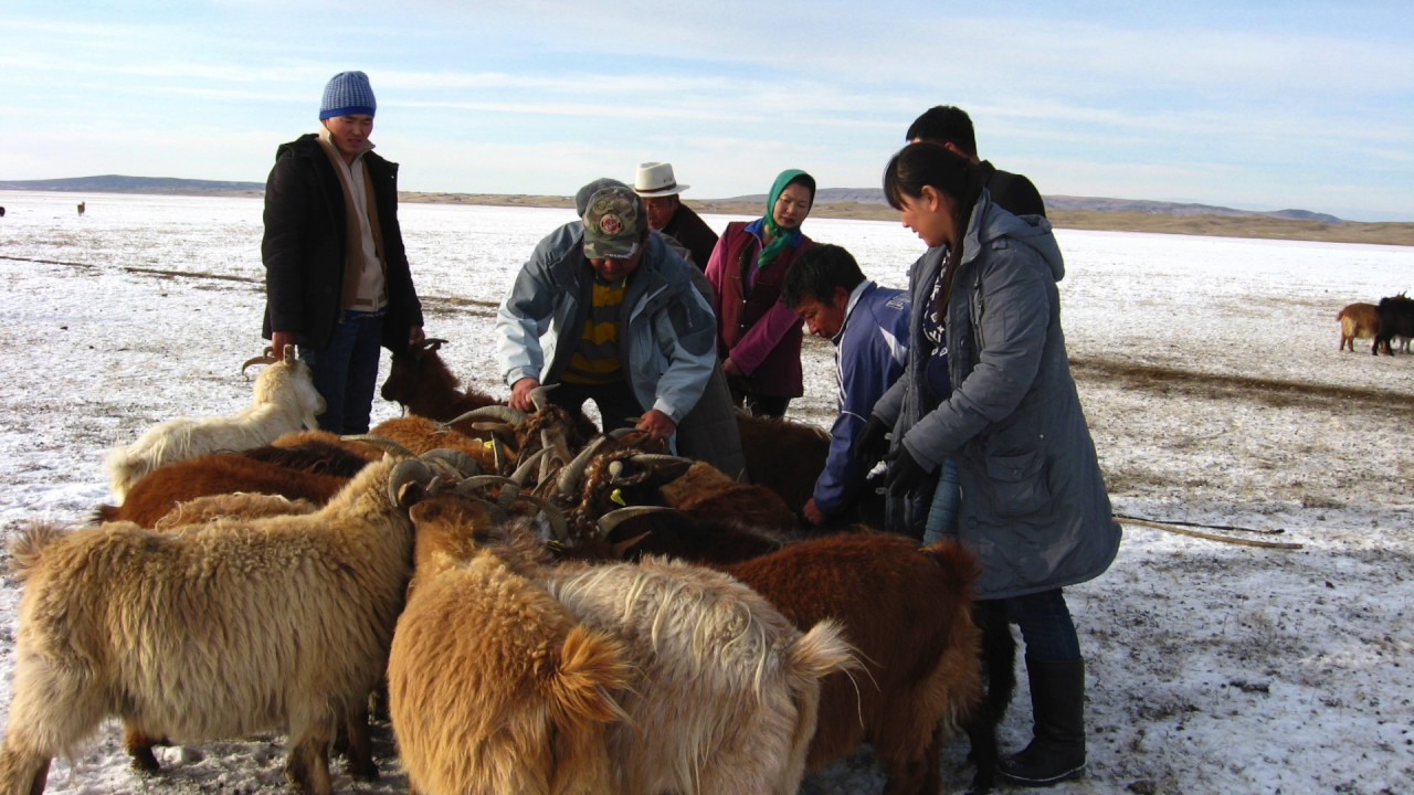Le attività di AIFO in Mongolia