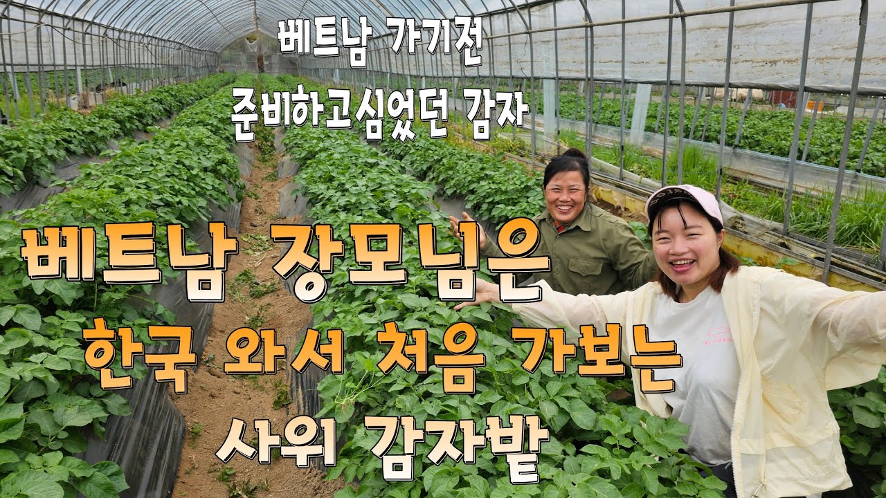 한국와서 처음 사위 감자밭에 가 보는 베트남 장모님