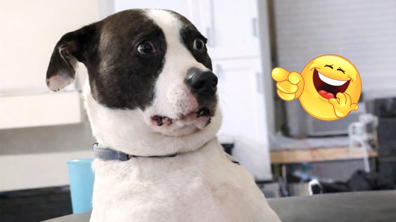 I dare you not to LAUGH at these FUNNY DOGS 😁🦮 - Best Funny Animals Videos 2026 #220