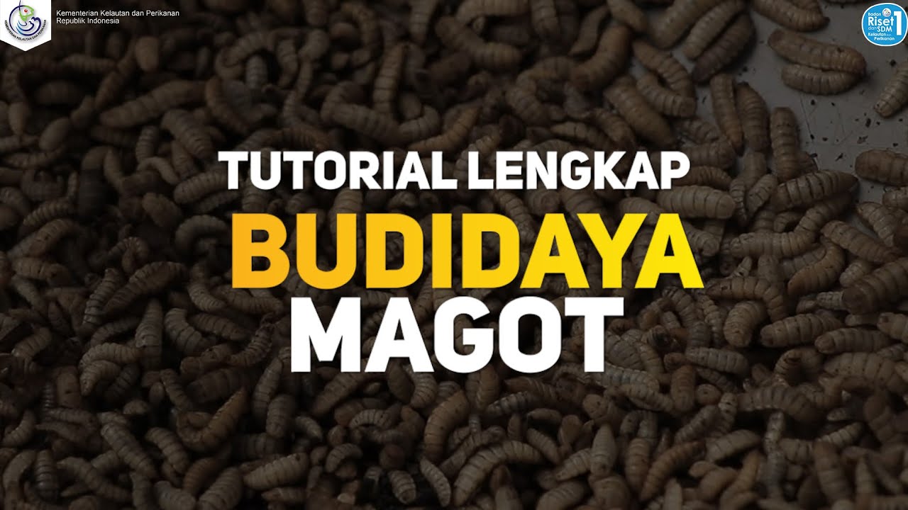 10 Hari Langsung Panen, Seperti ini Cara Budidaya Magot