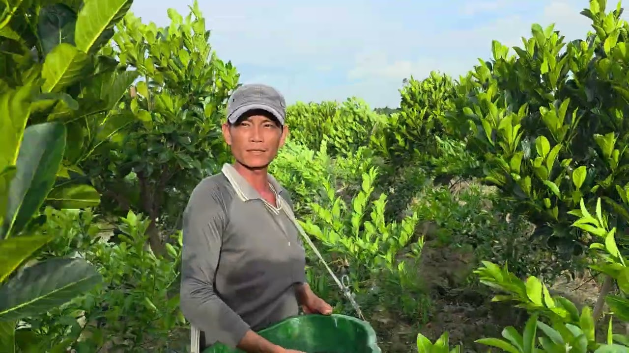 Vườn Mít,Chanh,Sài 100% Phân G17 Hai Tháng Rãi Cử.Lh:0949777827 gặp Vĩnh