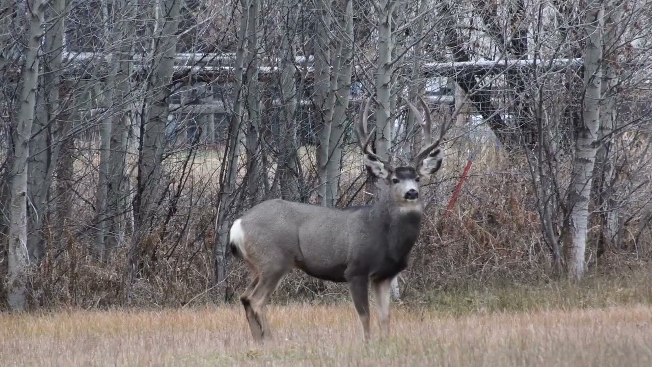 A Fall Morning with a Handsome Mule Deer Buck...