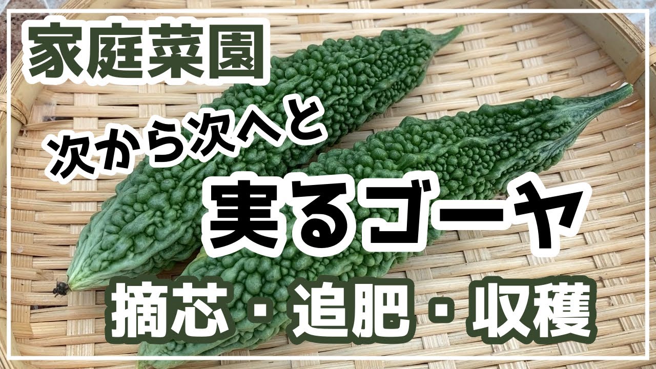 【家庭菜園】次から次へと実がなるゴーヤ／摘芯・追肥・収穫