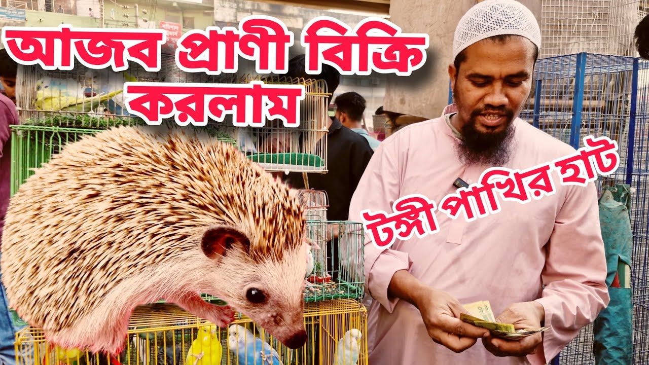 ভিন্ন প্রজাতির পাখি এসেছে টংগী বাজারে, এসেছে আজব প্রাণী, tongi pakhir hot 🔥🔥🔥