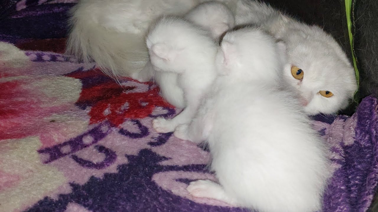 adorable Kittens Start Hiding After seeing Human
