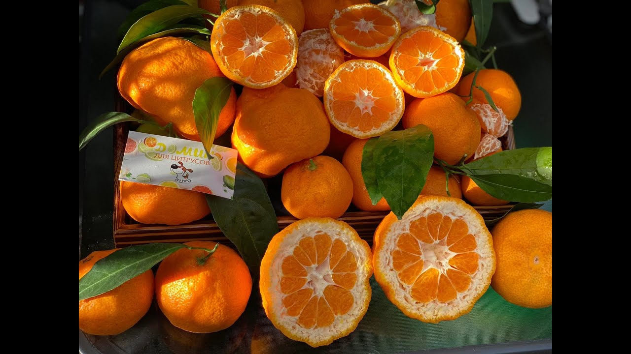 Iwasaki Satsuma mandarin. Мандарин Ивасаки