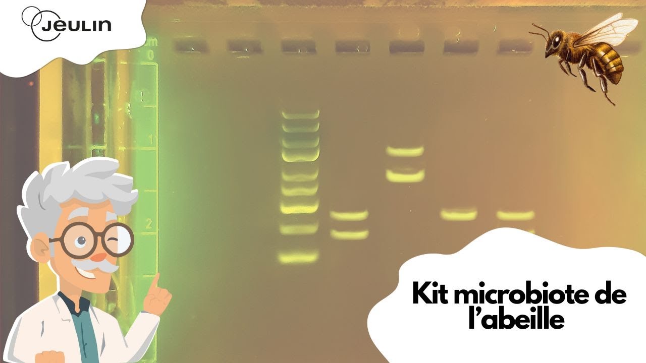 MANIP' -  Kit Microbiote de l'abeille ECE 2025  - Jeulin TV
