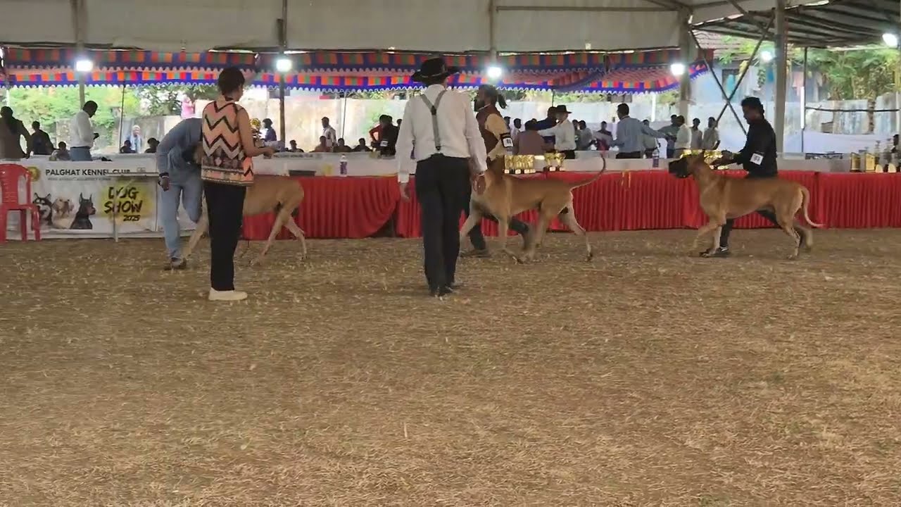 Best of Breed | Great Dane | Ring 2 |  Judged by Mr. Yogesh Tuteja | Palakkad dog Show 2025