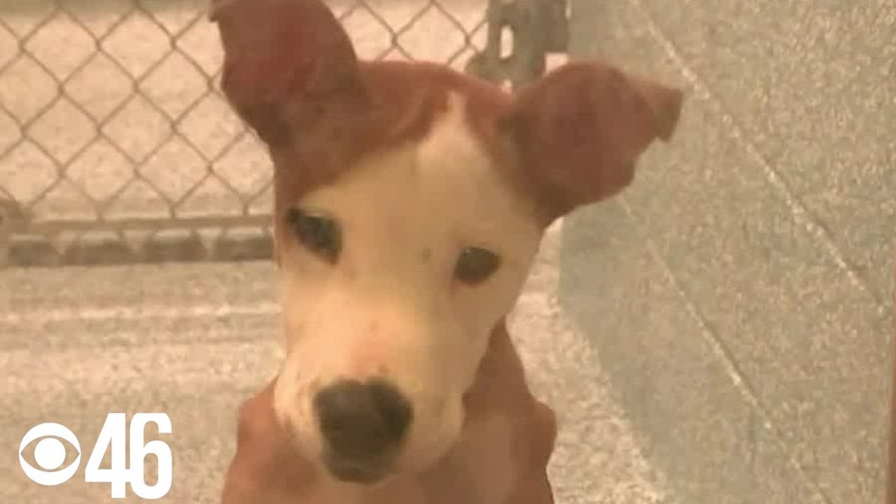 Dogs up for adoption before euthanization