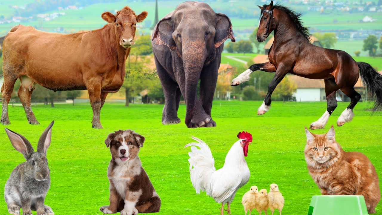 Adorable Moments of Animals: Chicken, Kitten, Puppy, Lamb, Cow, Goat, Rabbit, Duck – Animal Sounds