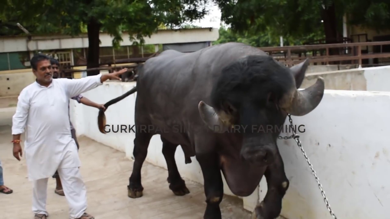Gujarat Champion Jafarabadi bull at Swami Narayan Temple Sarangpur | 3 साल का इतना बड़ा झोटा