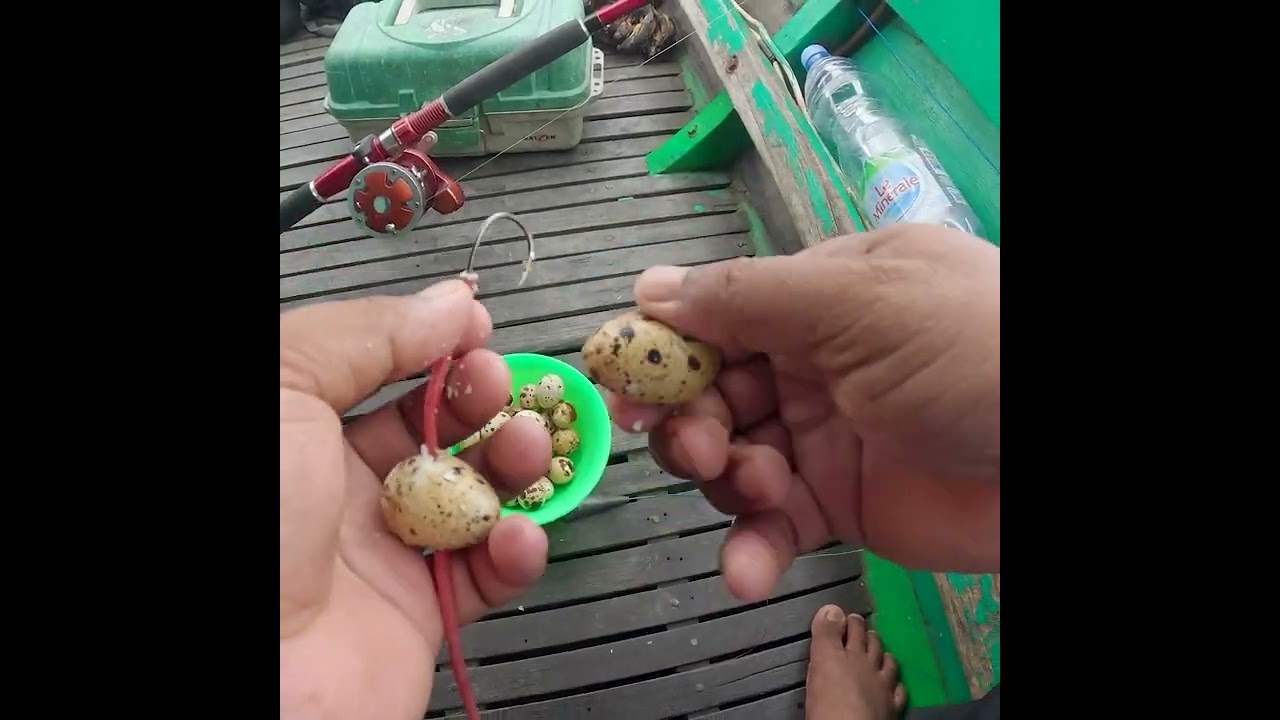 Cara mancing ikan hiu pakai umpan telur puyuh