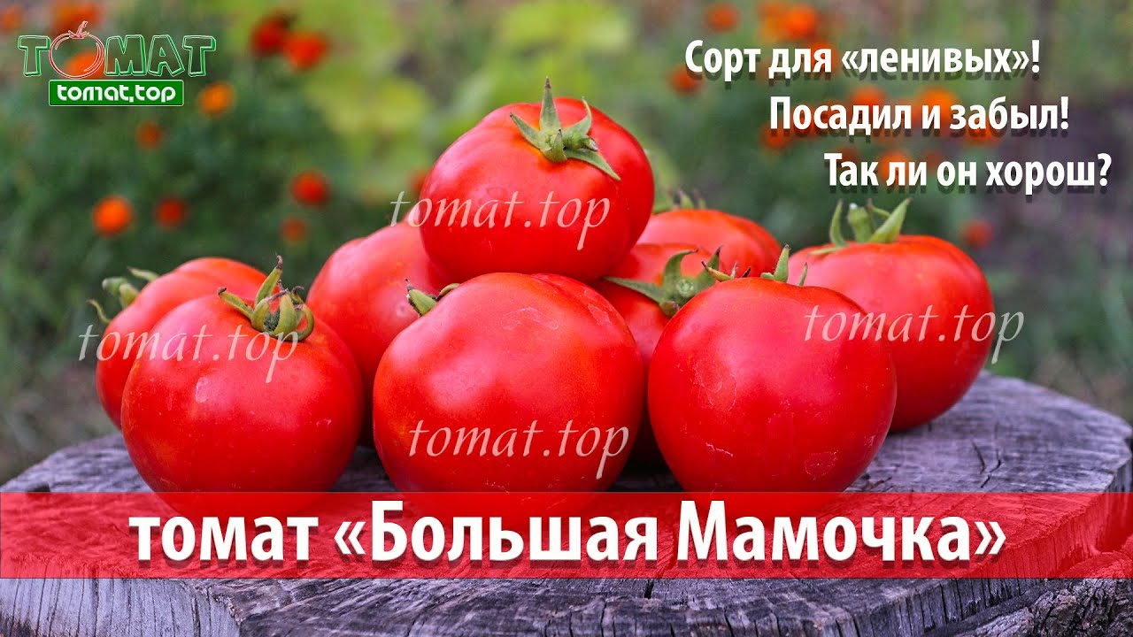 Томат Большая Мамочка. Обзор сорта Большая мамочка. Отзыв о томате Большая Мамочка от фирмы Гавриш