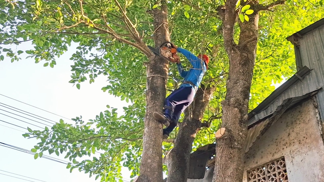 Cưa Cây Gáo 3 Thân Gần Dây Điện / Sawing a Three-Truncated Gáo Tree Near Power Lines | P253