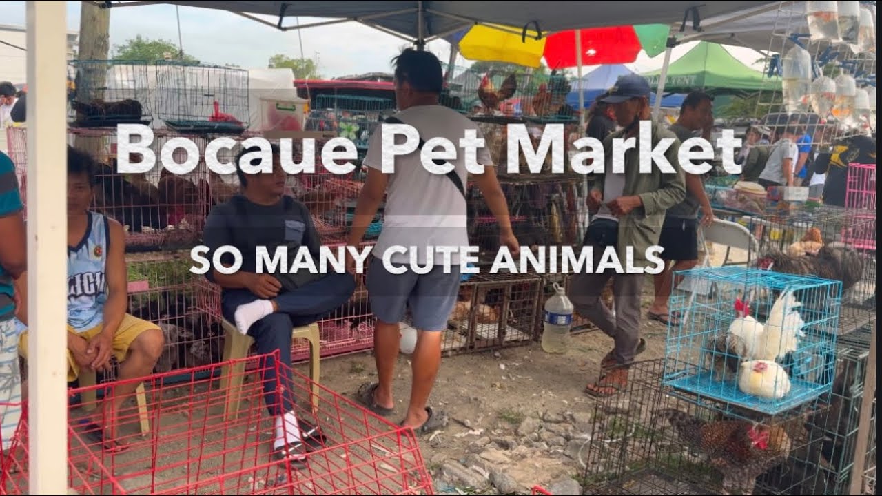 Friday Pet Market in Bocaue, Bulacan | Buying Chicks & Birds 