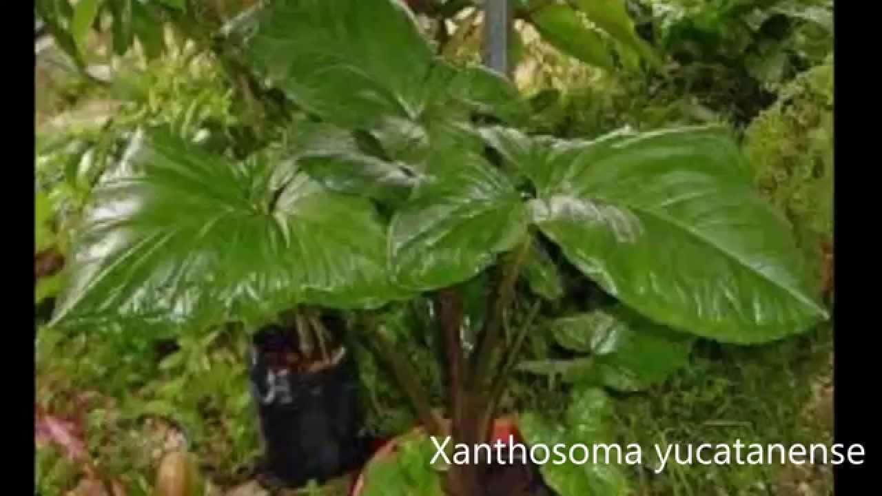 PLANTAS PALUSTRES PARA ESTANQUES