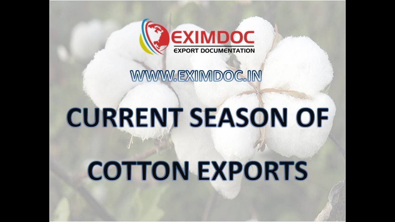 CURRENT SEASON OF  COTTON EXPORTS IN INDIA