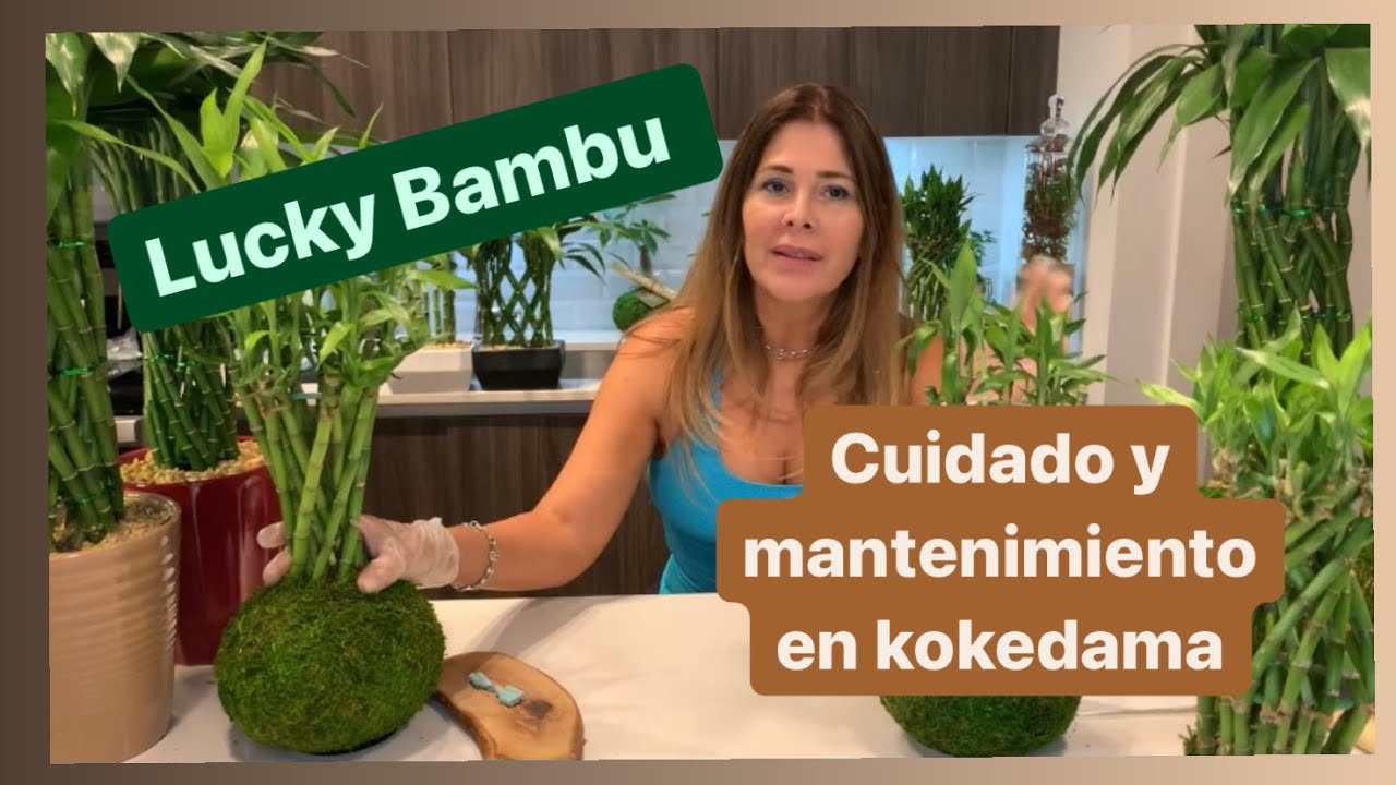 Cómo cuidar y mantener el LUCKY BAMBOO o BAMBU DE LA SUERTE en Kokedama
