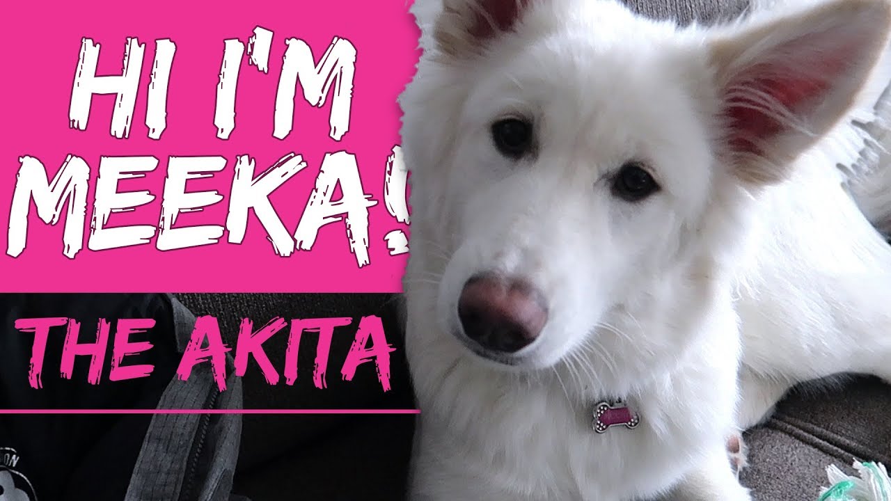 Meet Meeka The Akita! | Meeka's First Snowfall | The APE Coach Family