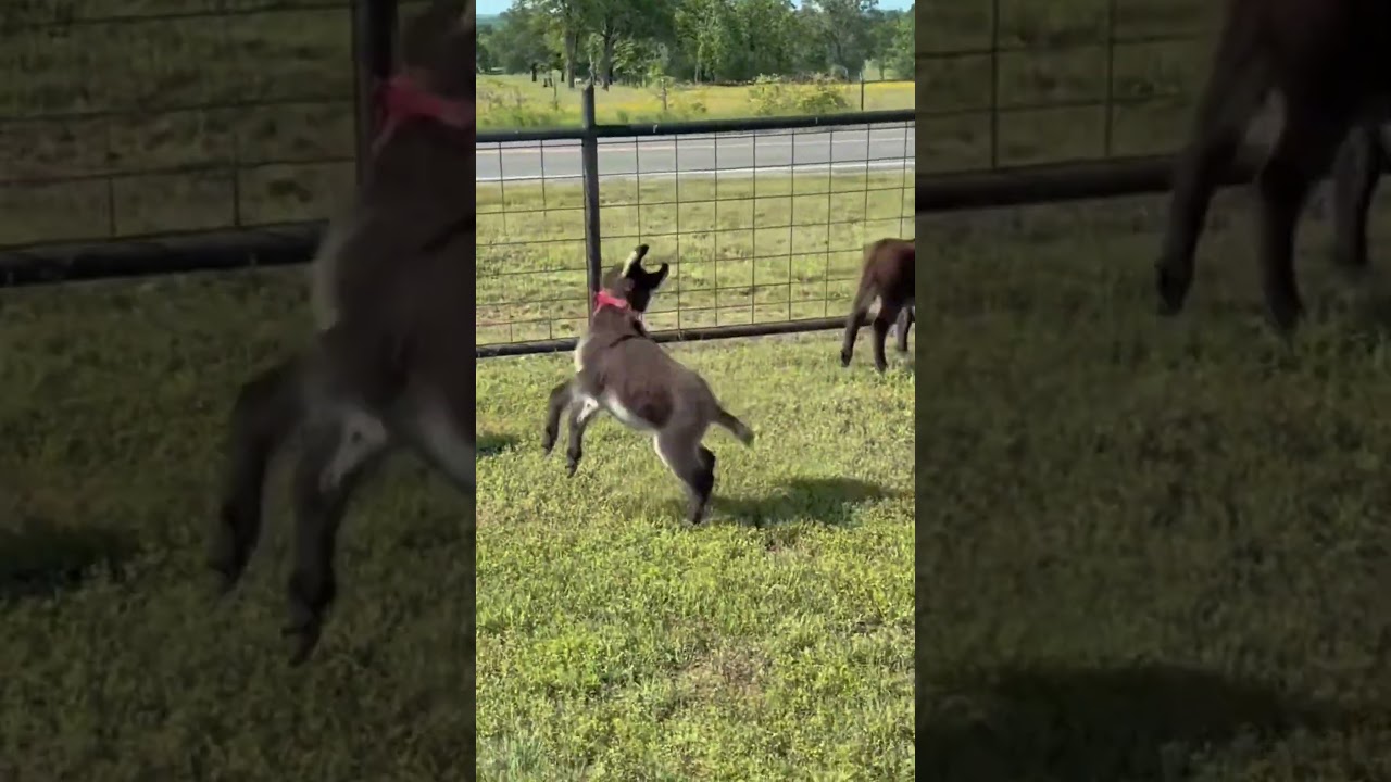 Cutest Baby Donkeys Ever! 🐴💖 #cuteanimals #babydonkey #shorts