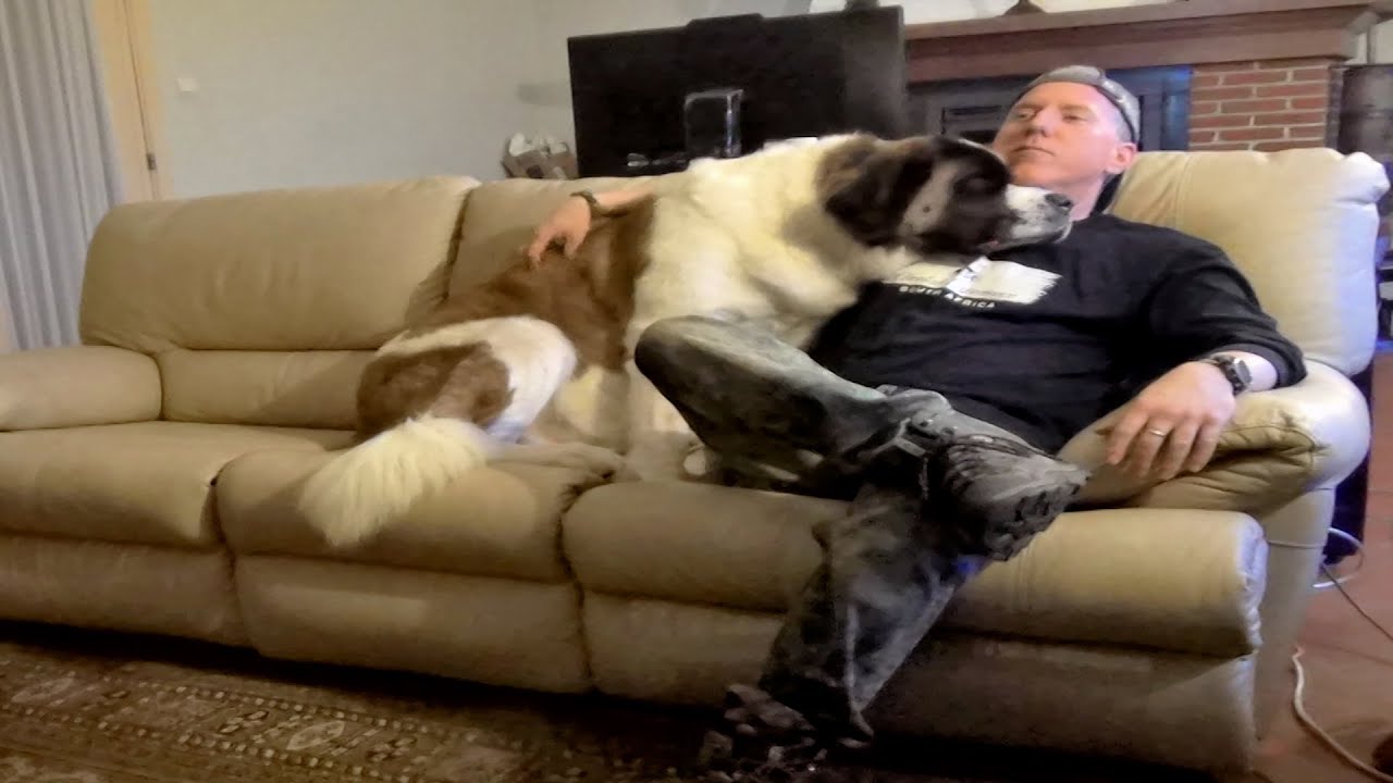 Night At The Home Movies - Needy Saint Bernard Dog Cuddles & Watches STAR WARS With Owner
