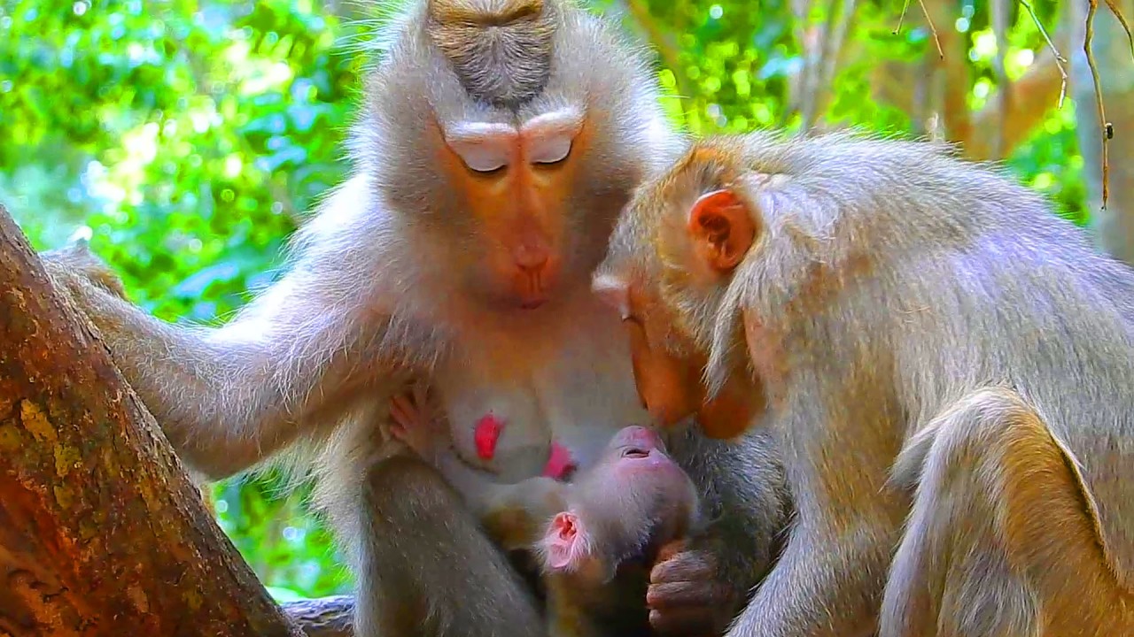 Unbelievable Katrina want to have newborn pigtail like Libby, Libby reject coz she loves her newborn