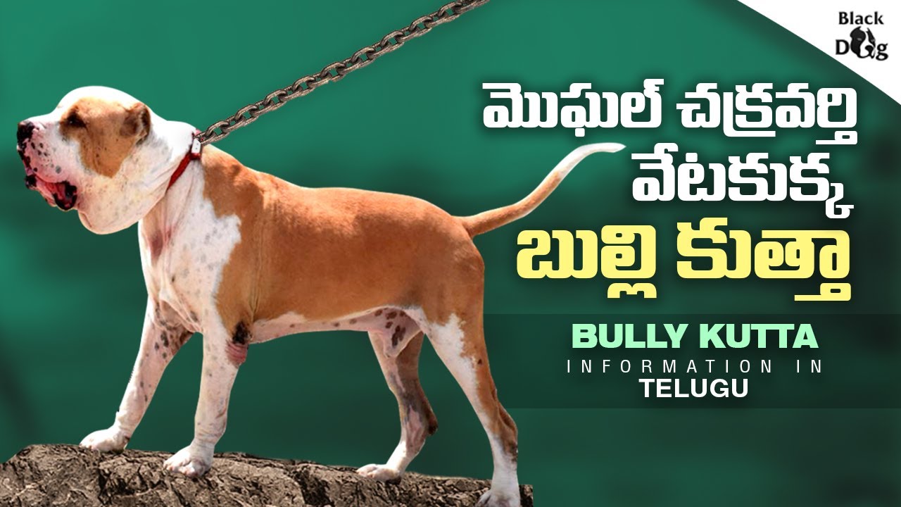 మొఘల్ చక్రవర్తి  వేటకుక్క బుల్లి కుత్తా  || bully kutta telugu (indian mastiff)