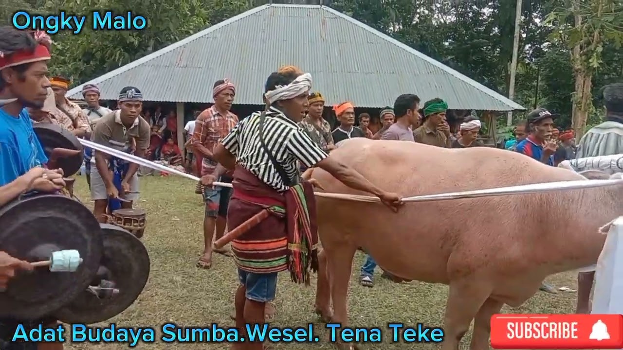 SokaTeba Acara Kedukaan. Kalangata.Tena Teke. Wewewa Selatan. Sumba Barat Daya