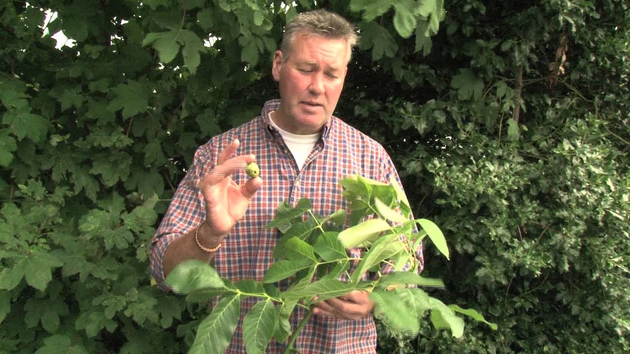 Identifying Walnut