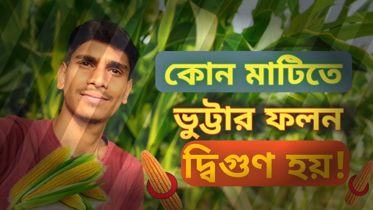 কেমন মাটিতে ভুট্টা চাষ করলে ফলন দ্বিগুণ হবে? উপযুক্ত মাটি ও আবহাওয়ার গোপন তথ্য।