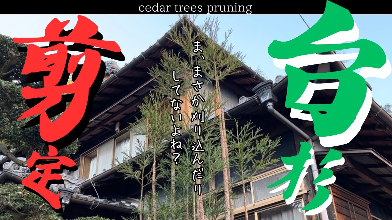 【台杉】【北山杉】簡単な基本を押さえれば誰でも切れる！〜新エンディングもあるよ〜