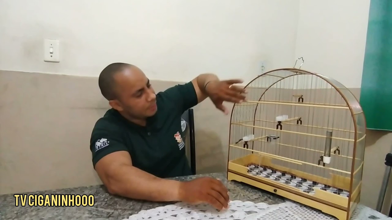 Poleiros na Gaiola de Torneio de Canto Fibra - Canário Doméstico.
