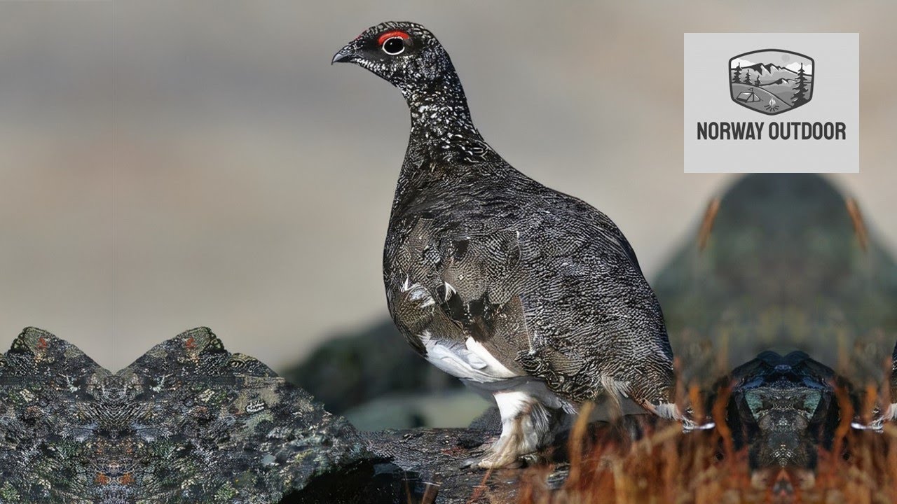 We saw 12 grouse on this hike - Skj&aring;k - Aursjoen -Norway
