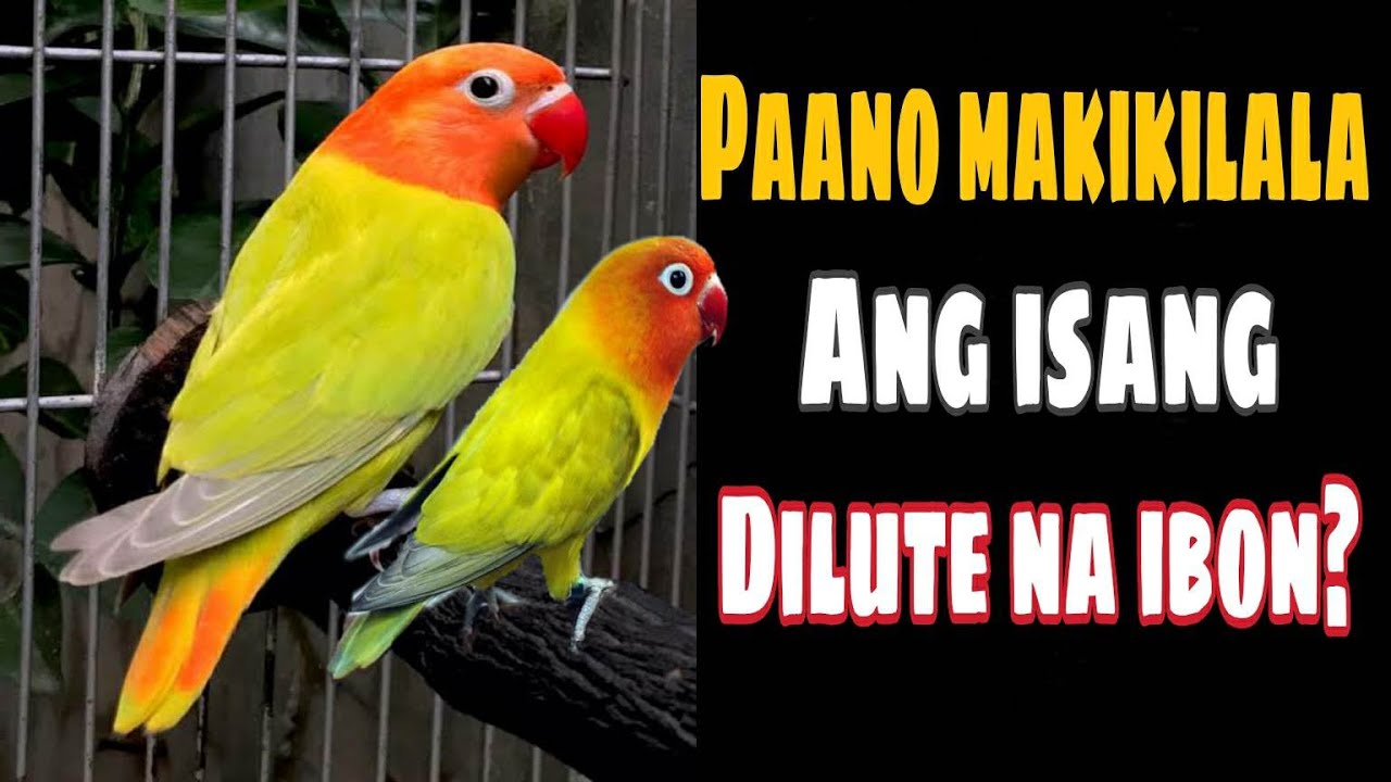 GANITO ANG TAMANG PAG IDENTIFY NG DILUTE MUTATIONS?