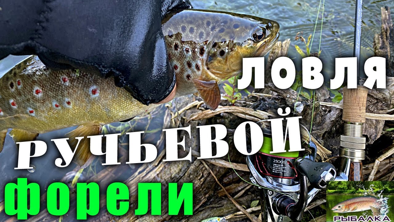 Ловля ручьевой форели. Рыбалка в Ленинградской области. Июль 2021.
