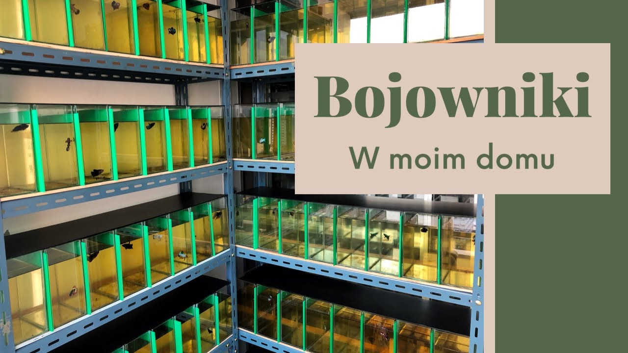Bojowniki w moim domu