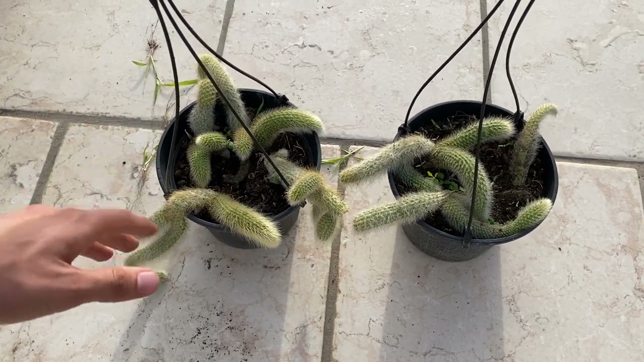 Come coltivare la pianta di CODA DI SCIMMIA! (Hildewintera colademononis)