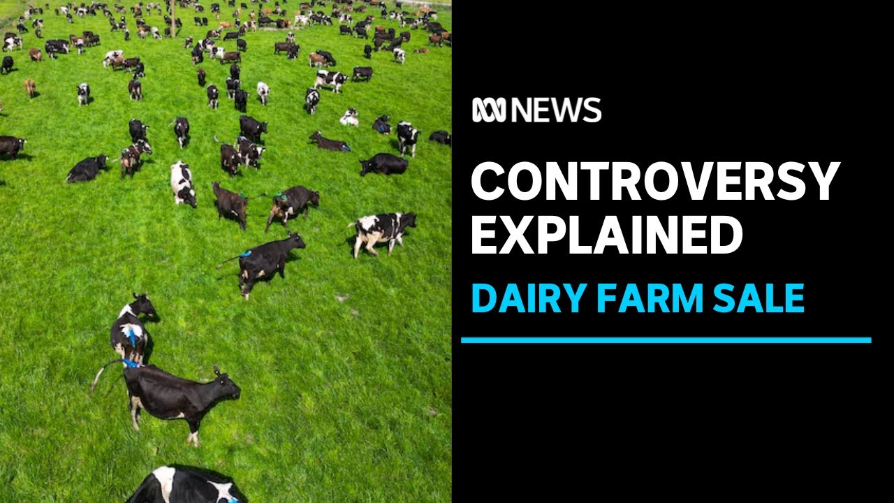 Chinese company selling off iconic Tasmanian dairy farm | ABC News