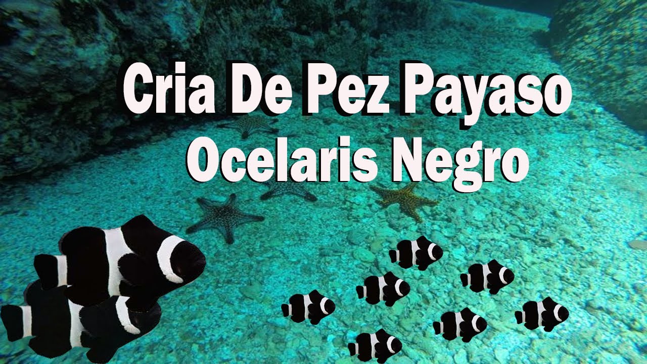 Cr&iacute;a de pez payaso ocelaris negro