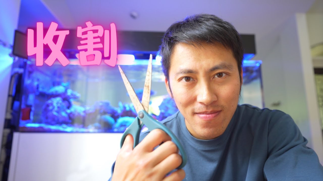 海缸人工繁殖珊瑚最大问题其实是鱼缸不够大！