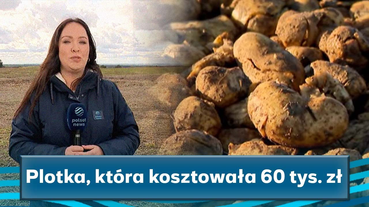 150 ton ziemniaków zniknęło przez plotkę! Szokująca historia z Dąbrowicy
