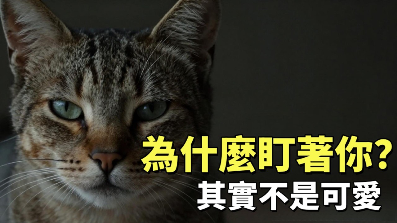 為什麼貓會死盯著你？科學給出答案#貓行為#貓為什麼盯著我#貓咪行為解析#貓一直看主人#貓心理學#貓眼神意思#貓咪科學#貓咪為什麼看人#養貓知識#寵物行為學#cat behavior
