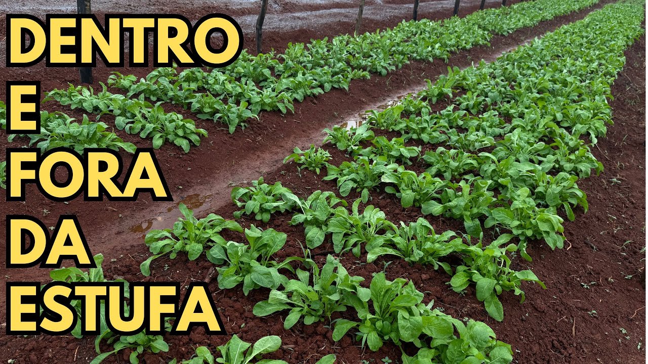 PRODU&Ccedil;&Atilde;O DE R&Uacute;CULA NO VER&Atilde;O