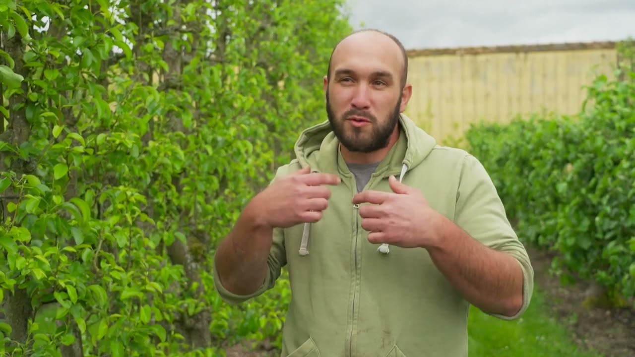 Les arbres palissés | Les tutos du Potager du Roi
