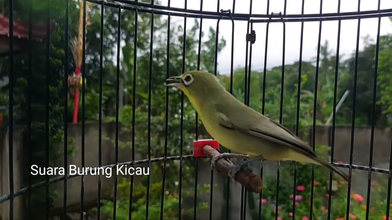 Suara Kecial Kuning Ngejos Pagi Hari PAs Untuk terapi Burung Kecial Stres Macet Bunyi @KECIALJOS  24