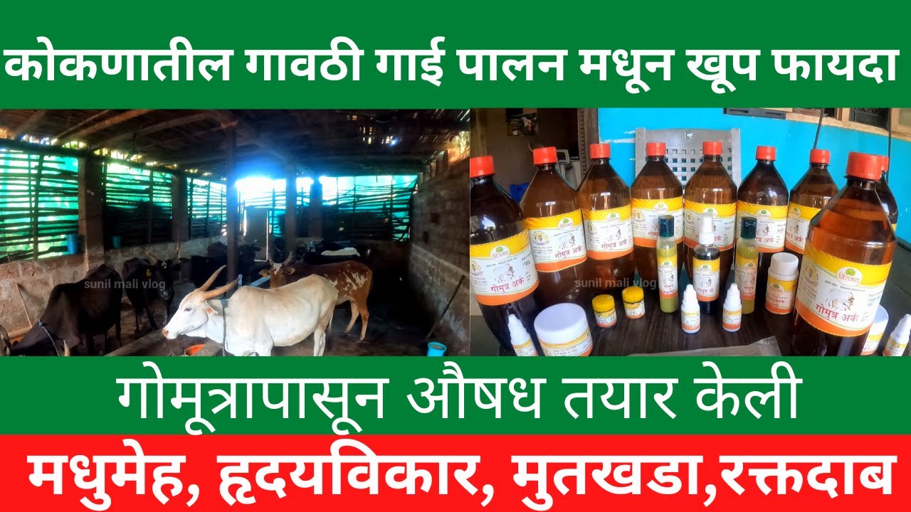 कोकणातील गावठी गाई पालन|हजारोंचा फायदा |गोमूत्रापासून औषध तयार केली|desi cow farming|solgav|rajapur