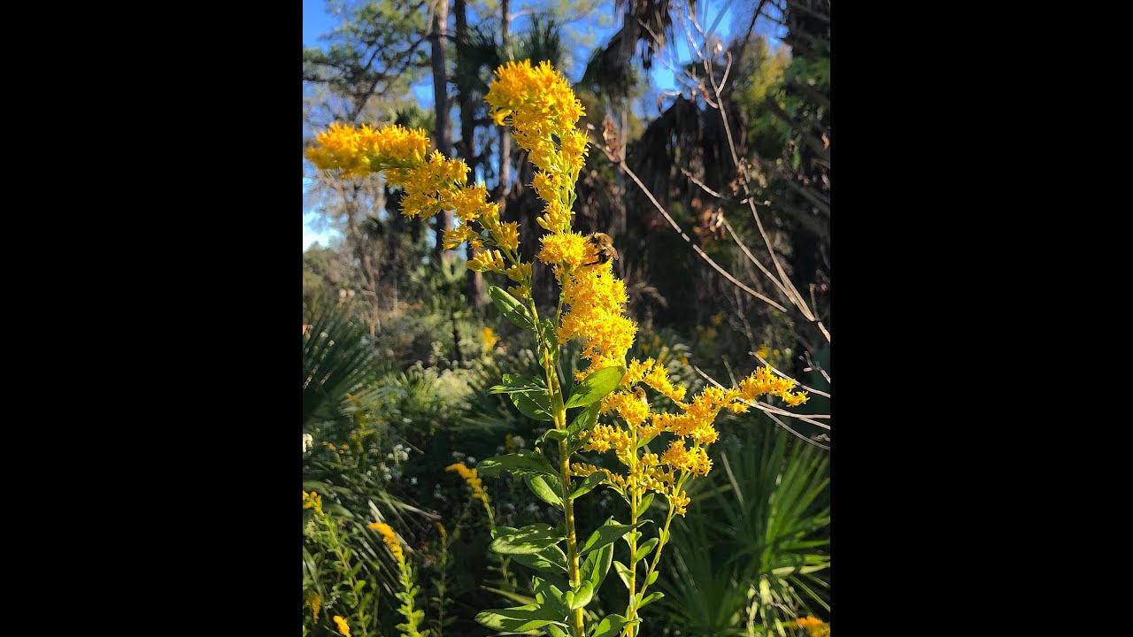 EatTheWeeds: Episode 161: Goldenrod