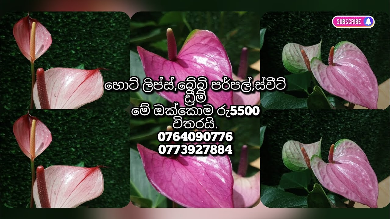 පැකේජ්=1077👉ඔන්න ලස්සනම නීරෝගීම මේ සෙට් එක ඔයාට අවශ්&zwj;ය නම් කතා කරන්න අපිට.0764090776☎️