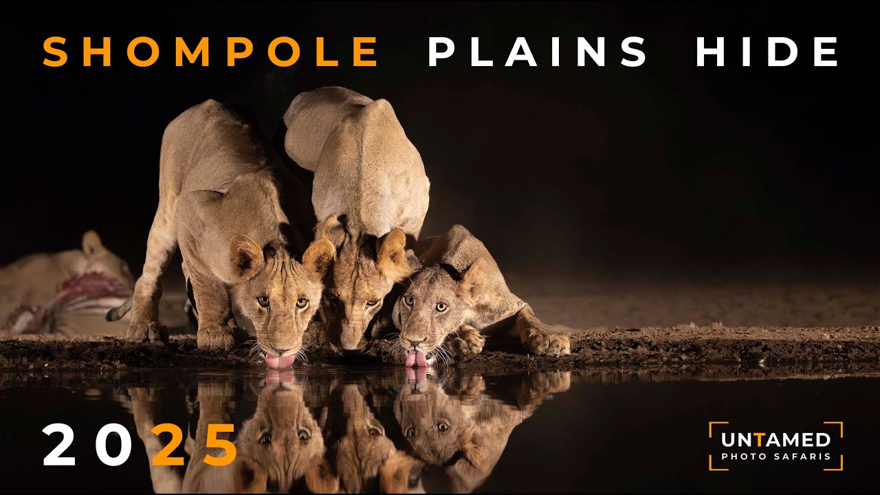 Shompole Plains Hide 2025 - Untamed Photo Safaris