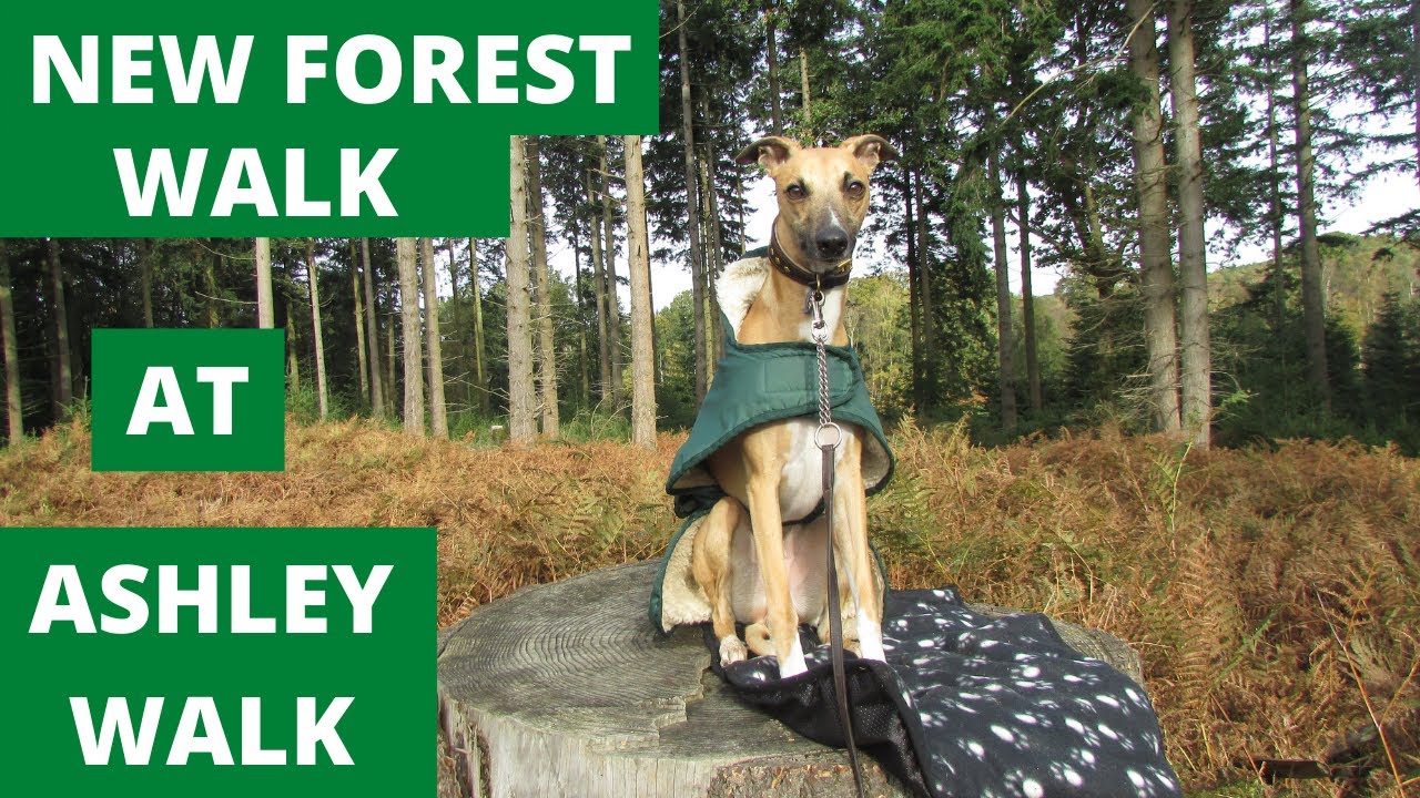 NEW FOREST WALK at ASHLEY WALK (NEW FOREST NATIONAL PARK)